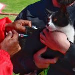 vacunacion-antirrabica-1-1024x682